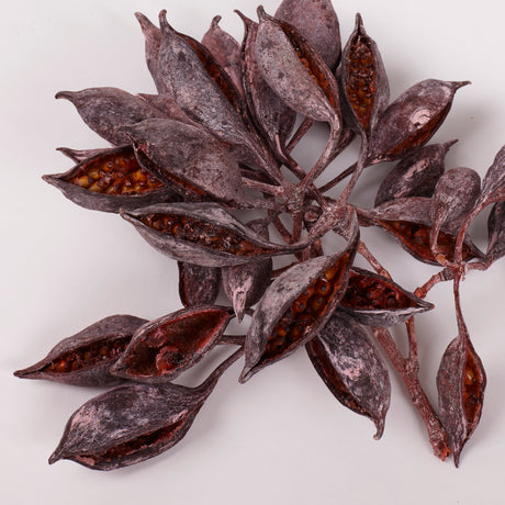 Brachychiton Pods, Orange with Frost, Pack x 100g