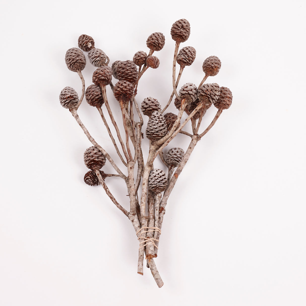 Murii Branches, Natural & Dried, 5-7 Cones, Bunch x 5