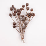 Murii Branches, Natural & Dried, 5-7 Cones, Bunch x 5