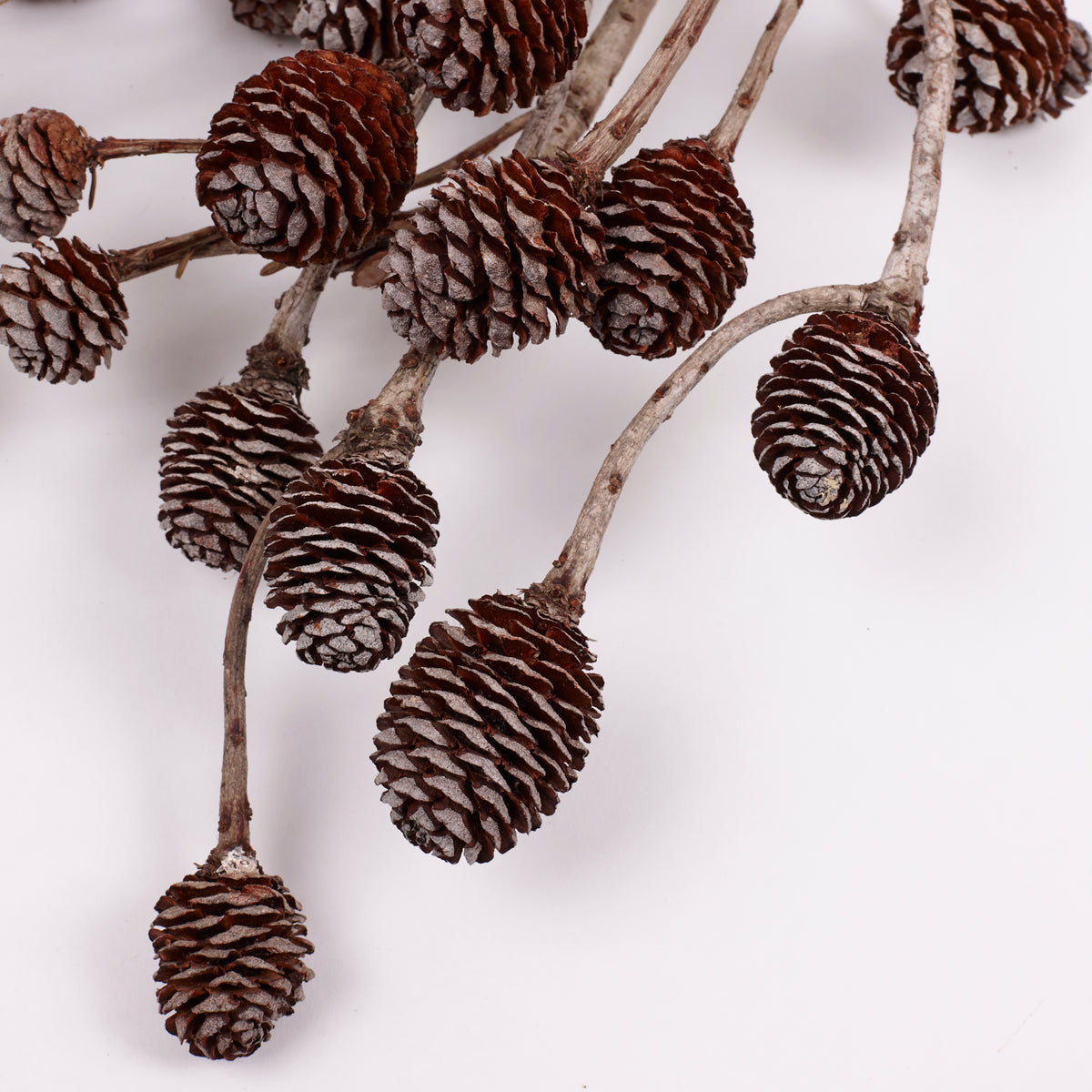Murii Branches, Natural & Dried, 5-7 Cones, Bunch x 5