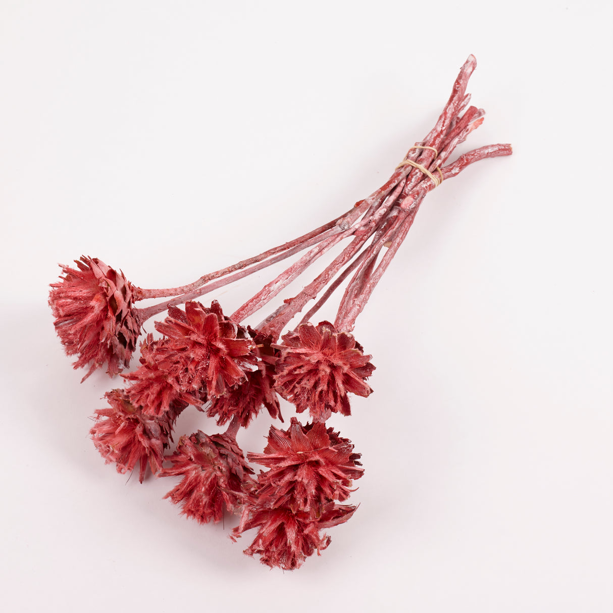 Leucadendron Plumosum Flower, Red with Frost, Bunch x 10