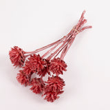 Leucadendron Plumosum Flower, Red with Frost, Bunch x 10