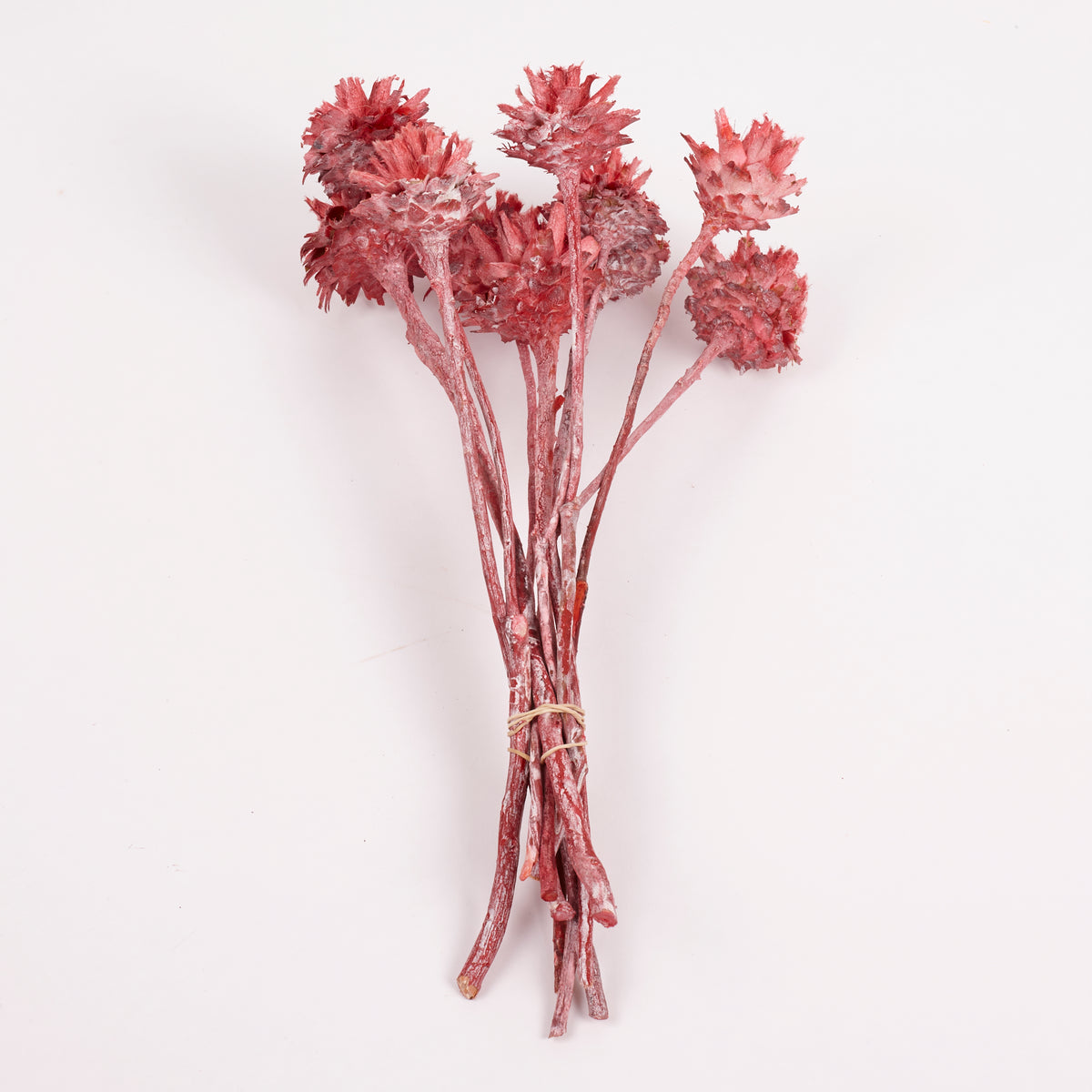 Leucadendron Plumosum Flower, Red with Frost, Bunch x 10