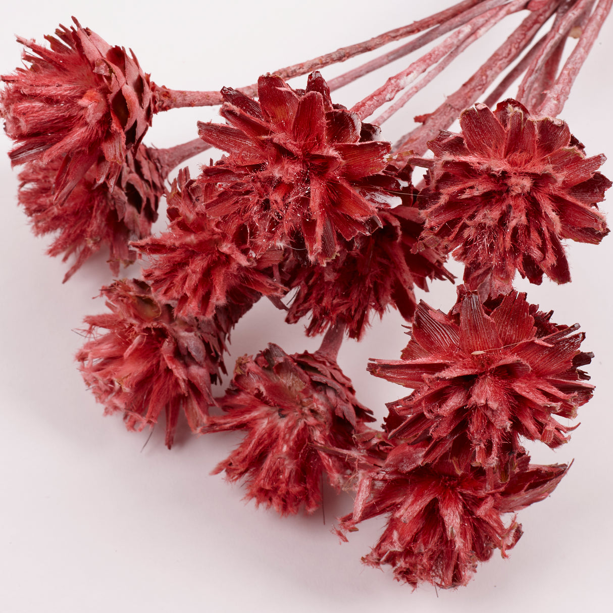 Leucadendron Plumosum Flower, Red with Frost, Bunch x 10
