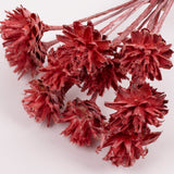 Leucadendron Plumosum Flower, Red with Frost, Bunch x 10