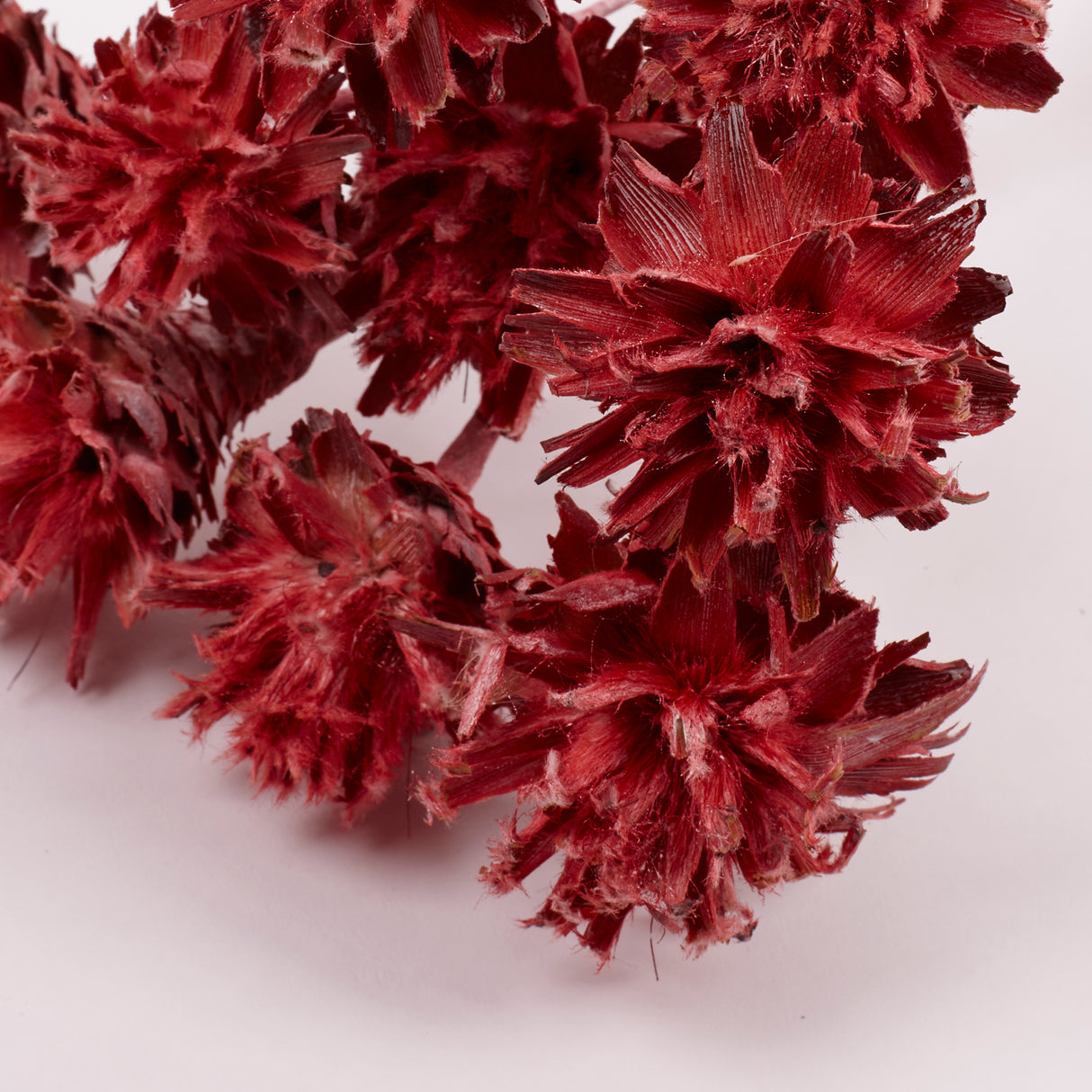 Leucadendron Plumosum Flower, Red with Frost, Bunch x 10