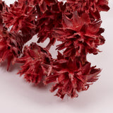 Leucadendron Plumosum Flower, Red with Frost, Bunch x 10