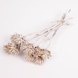 Leucadendron Plumosum Flower, Whitewashed, Bunch x 10
