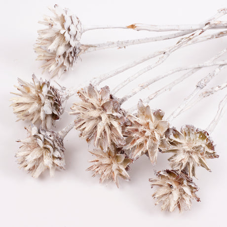 Leucadendron Plumosum Flower, Whitewashed, Bunch x 10