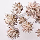 Leucadendron Plumosum Flower, Whitewashed, Bunch x 10