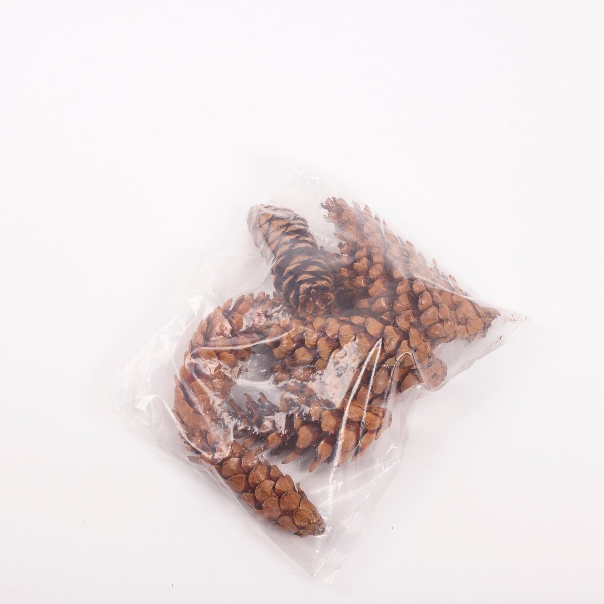 Strobus Pine Cones, Natural and Varnished, 10 Pcs