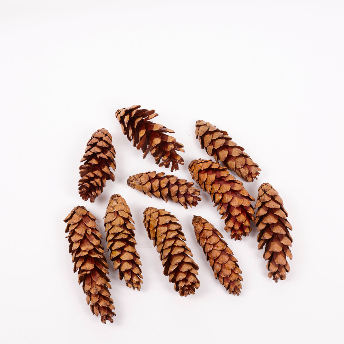 Strobus Pine Cones, Natural and Varnished, 10 Pcs