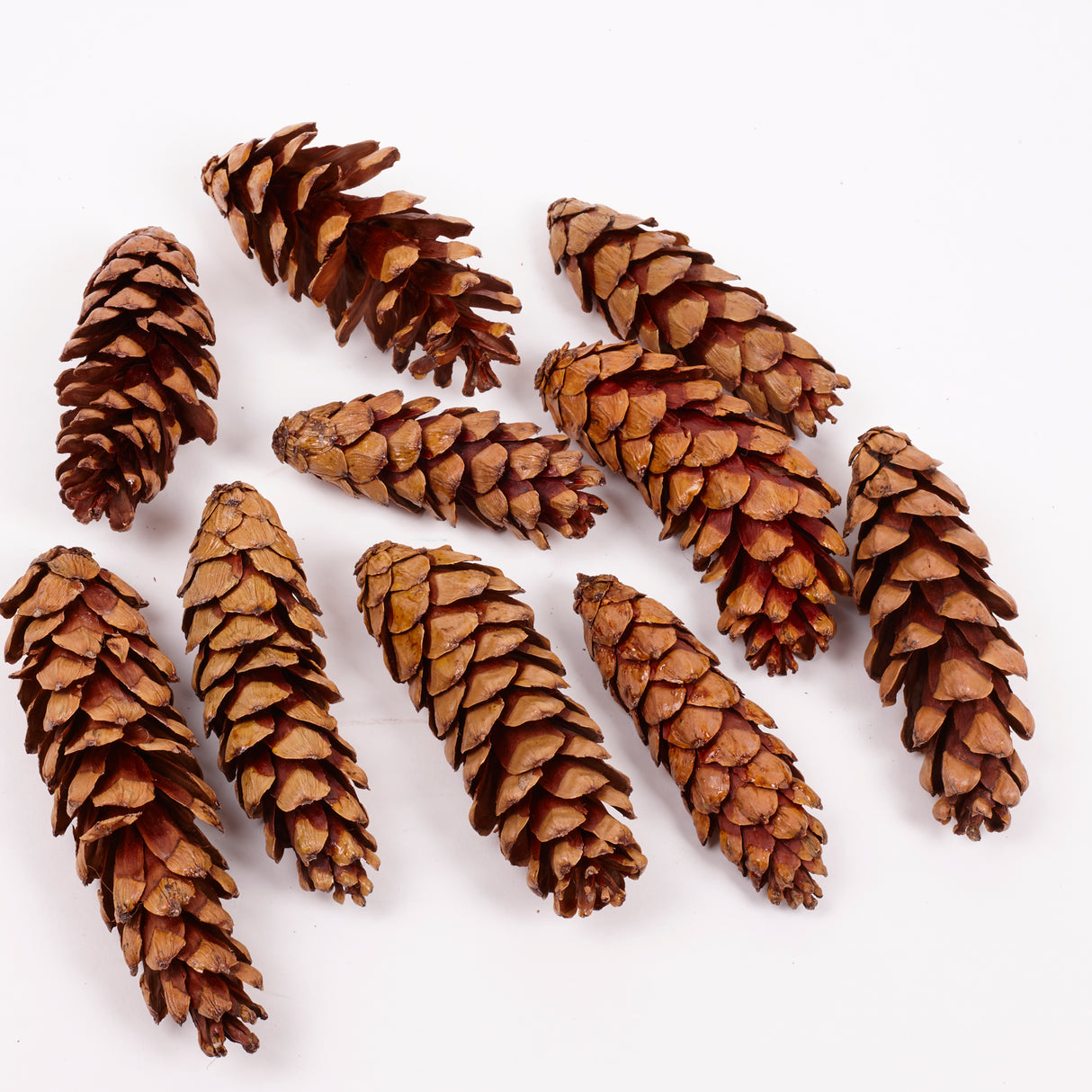 Strobus Pine Cones, Natural and Varnished, 10 Pcs