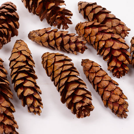 Strobus Pine Cones, Natural and Varnished, 10 Pcs