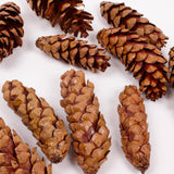 Strobus Pine Cones, Natural and Varnished, 10 Pcs