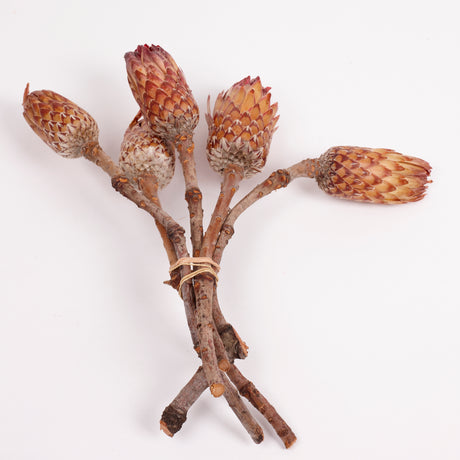 Protea Obtusifolia, Natural, Bunch of 5