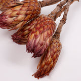 Protea Obtusifolia, Natural, Bunch of 5