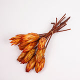 Protea Repens, Natural Orange, Bunch x 10