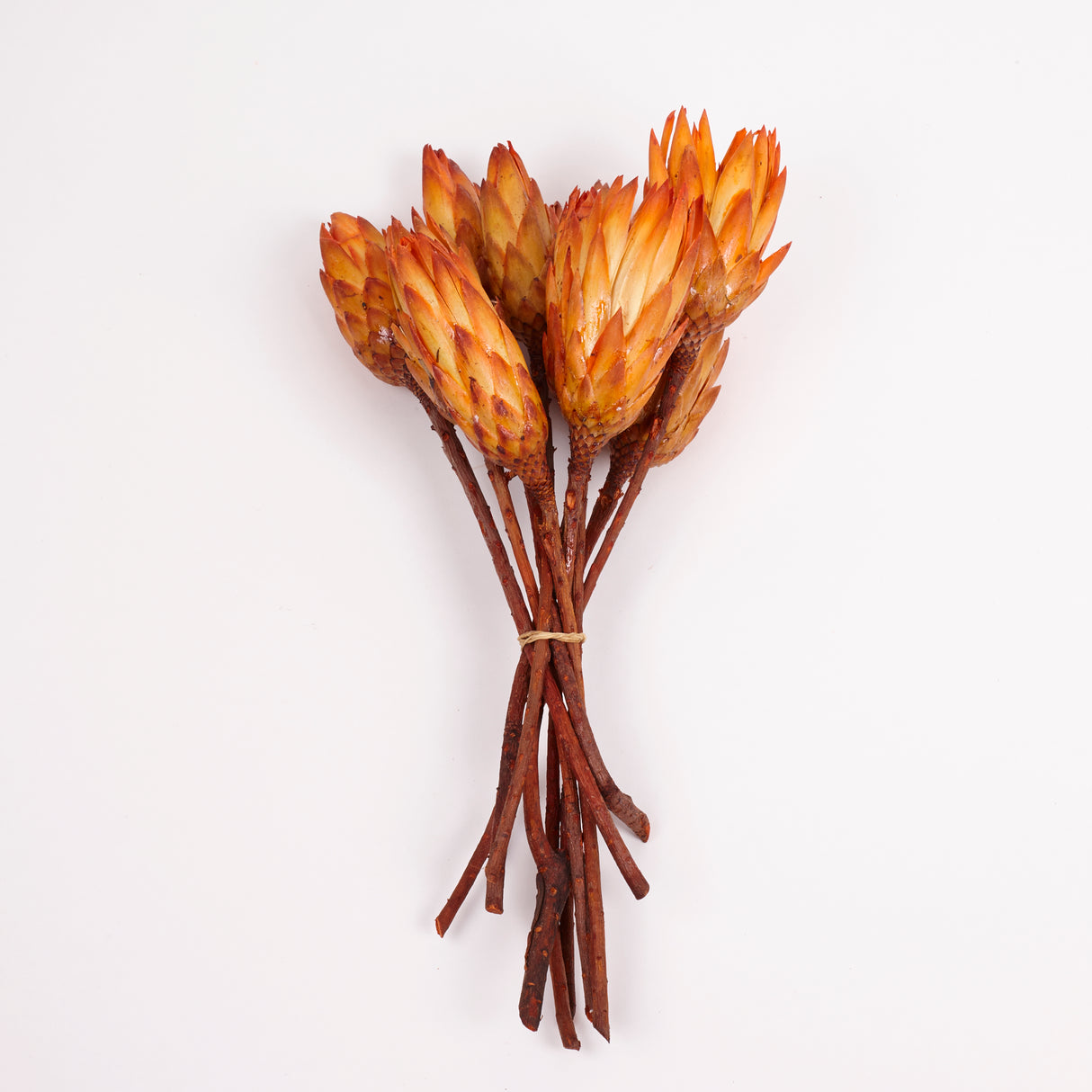 Protea Repens, Natural Orange, Bunch x 10