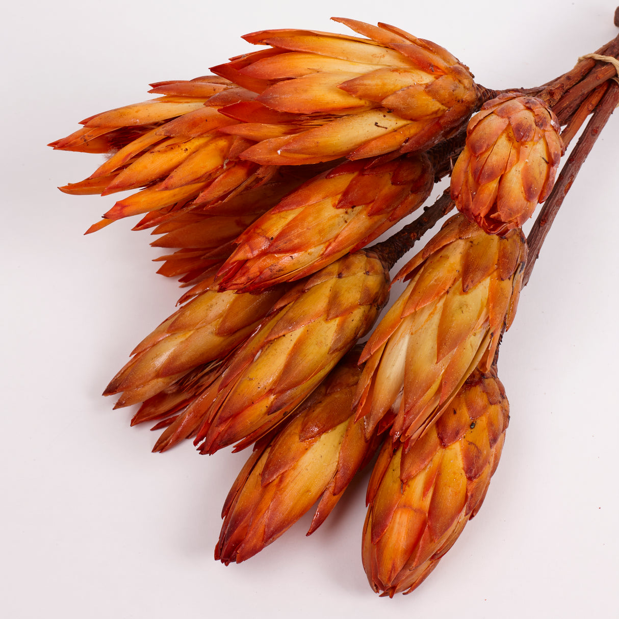 Protea Repens, Natural Orange, Bunch x 10