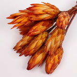 Protea Repens, Natural Orange, Bunch x 10