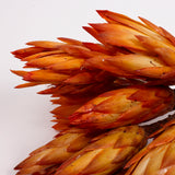 Protea Repens, Natural Orange, Bunch x 10