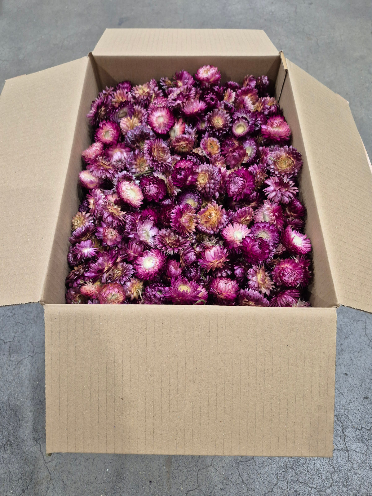 Helichrysum Heads, Dried, Natural Dark Pink, per 1KG