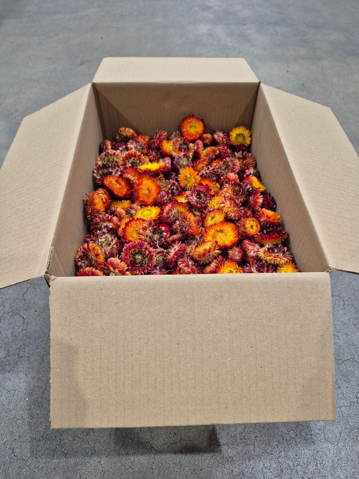 Helichrysum Heads, Dried, Natural Orange, per 1KG