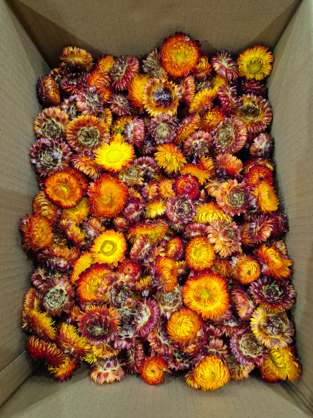Helichrysum Heads, Dried, Natural Orange, per 1KG