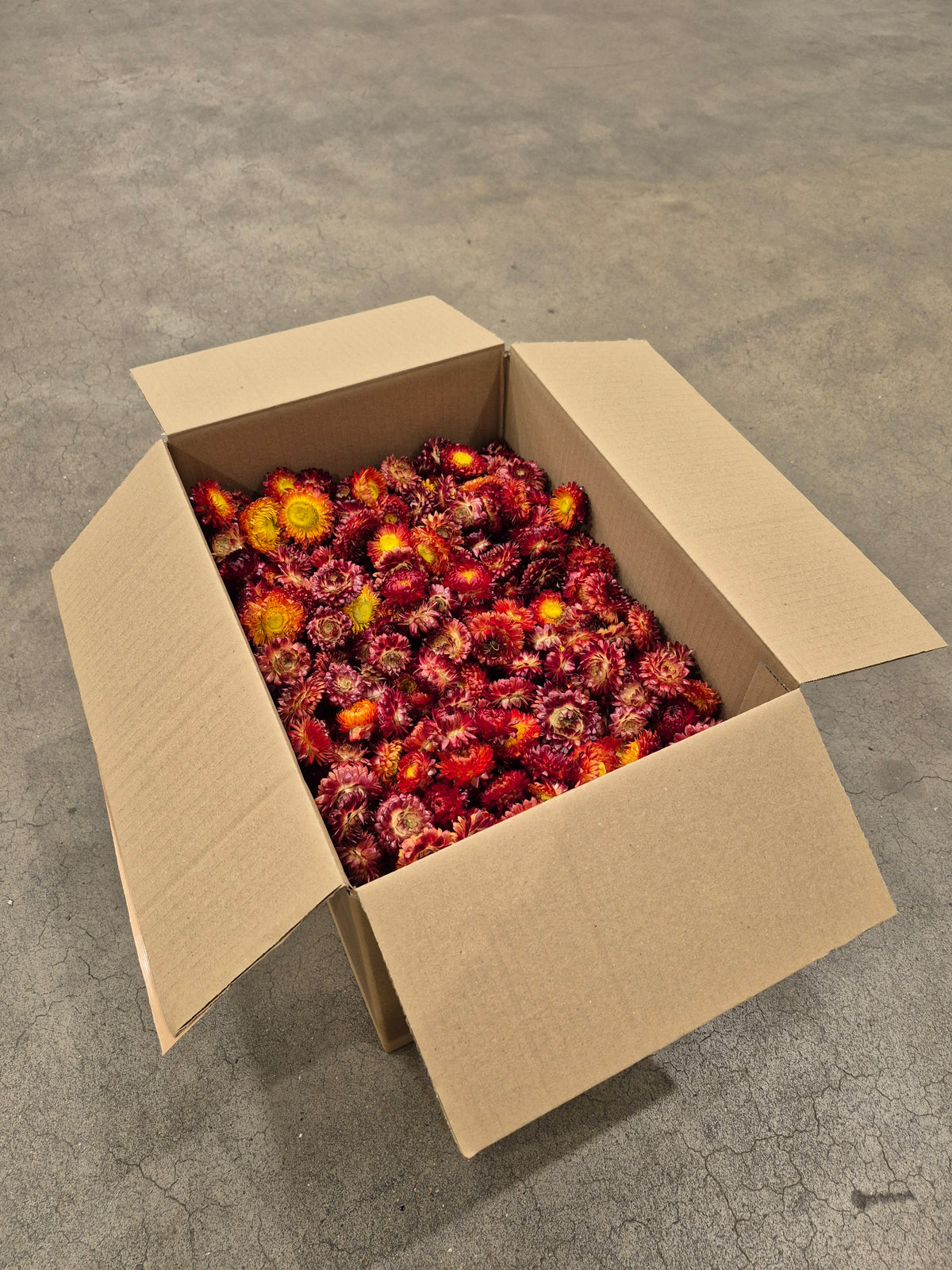 Helichrysum Heads, Dried, Natural Red/Orange, per 1KG