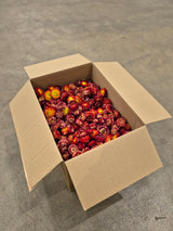Helichrysum Heads, Dried, Natural Red/Orange, per 1KG
