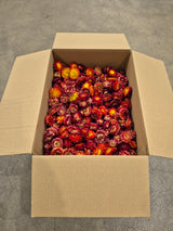 Helichrysum Heads, Dried, Natural Red/Orange, per 1KG