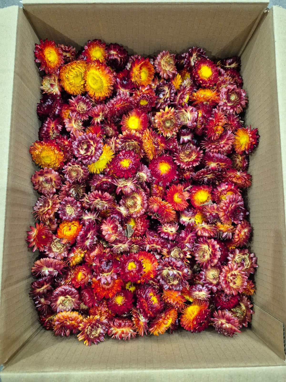Helichrysum Heads, Dried, Natural Red/Orange, per 1KG