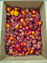 Helichrysum Heads, Dried, Natural Red/Orange, per 1KG