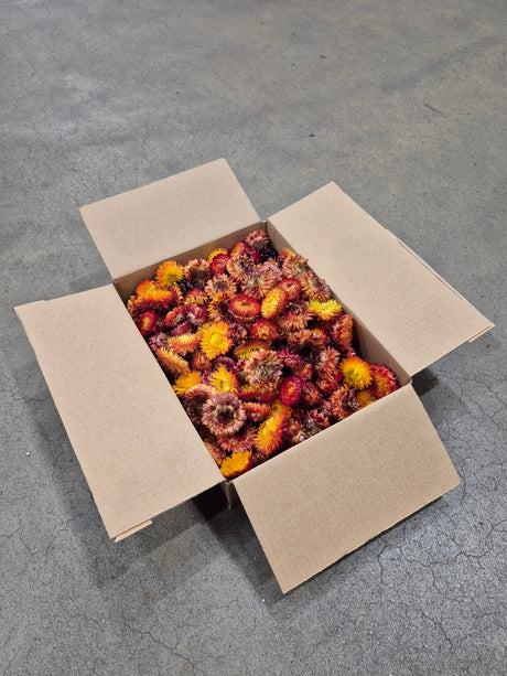 Helichrysum Heads, Dried, Natural Orange, 200g