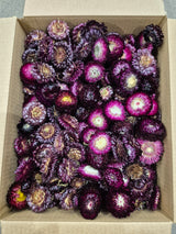 Helichrysum Heads, Dried, Natural Dark Purple, 200g