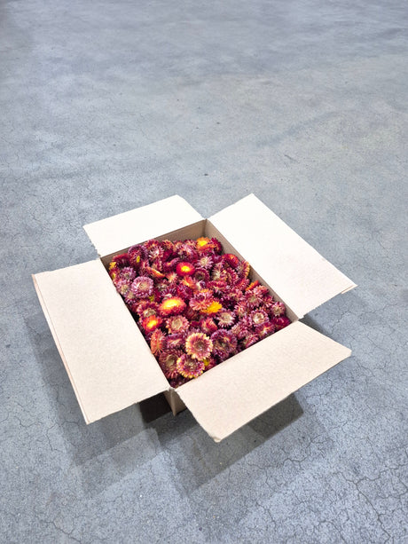 Helichrysum Heads, Dried, Natural Red/Orange, 200g