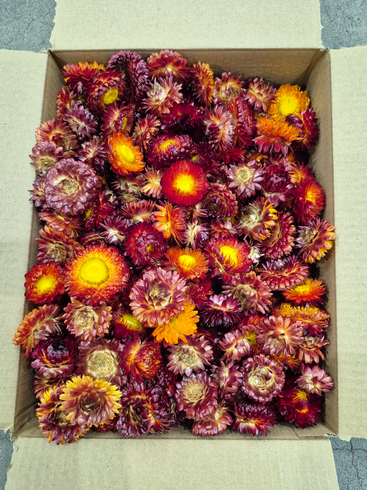 Helichrysum Heads, Dried, Natural Red/Orange, 200g