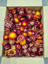 Helichrysum Heads, Dried, Natural Red/Orange, 200g