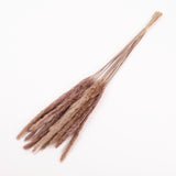 Reed Grass, Dried, Natural Brown, 15 Stem Bunch