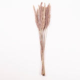 Reed Grass, Dried, Natural Brown, 15 Stem Bunch