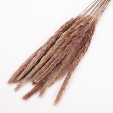 Reed Grass, Dried, Natural Brown, 15 Stem Bunch