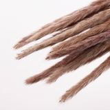 Reed Grass, Dried, Natural Brown, 15 Stem Bunch