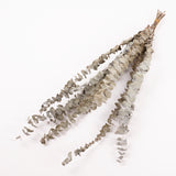 Eucalyptus, Dried, Natural Green, 10 Stem Bunch