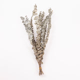 Eucalyptus, Dried, Natural Green, 10 Stem Bunch