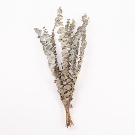 Eucalyptus, Dried, Natural Green, 10 Stem Bunch