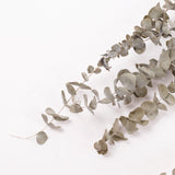 Eucalyptus, Dried, Natural Green, 10 Stem Bunch