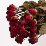 Roses, Spray, Dried, Natural Red, x 8 stems