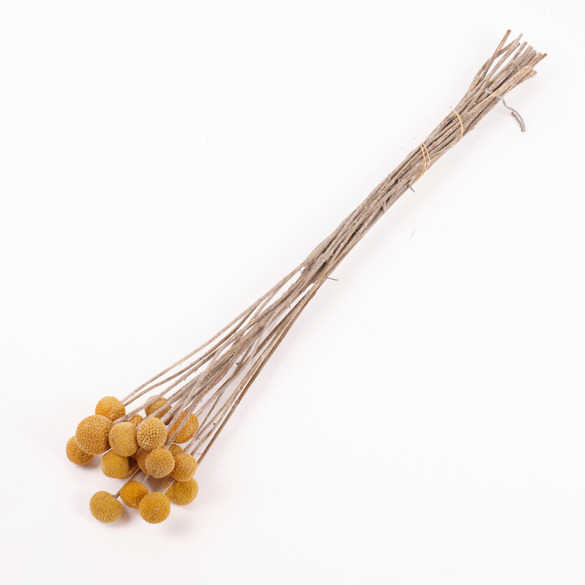 Craspedia (Billy Buttons), Natural Yellow, Bunch x 20