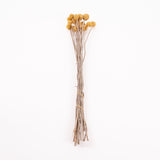 Craspedia (Billy Buttons), Natural Yellow, Bunch x 20